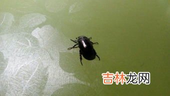 草蛉虫飞到家里怎么办,家里有很多很多草蛉虫怎么消灭啊很急急急急 急急急急
