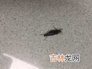 草蛉虫飞到家里怎么办,家里有很多很多草蛉虫怎么消灭啊很急急急急 急急急急