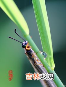 草蛉虫飞到家里怎么办,家里有很多很多草蛉虫怎么消灭啊很急急急急 急急急急