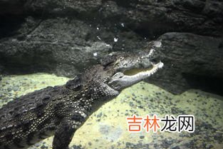 鳄鱼生活在哪里,鳄鱼生活在淡水还是海水 鳄鱼生活在哪里