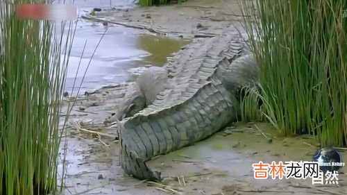 鳄鱼生活在哪里,鳄鱼生活在淡水还是海水 鳄鱼生活在哪里