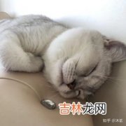 猫为什么尿床,小猫为什么总尿床