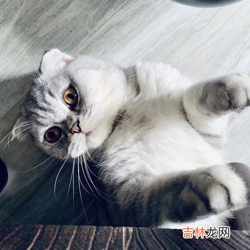 猫为什么尿床,小猫为什么总尿床