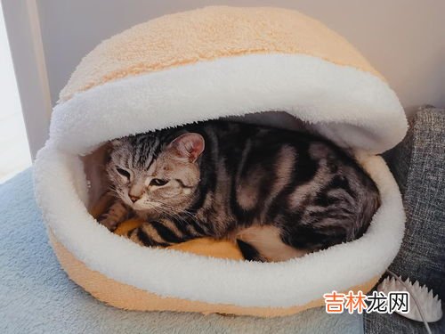 猫为什么尿床,小猫为什么总尿床