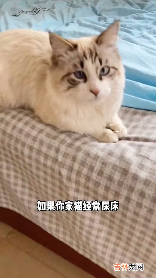 猫为什么尿床,小猫为什么总尿床