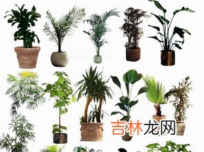 复合植物片的作用,你好，九立方植物复合压片糖果，吃了有什么好处？有什么主要成份