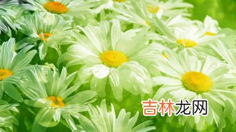 复合植物片的作用,你好，九立方植物复合压片糖果，吃了有什么好处？有什么主要成份