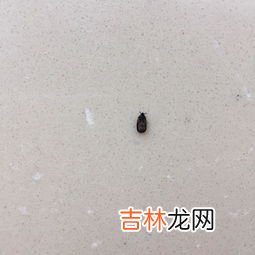 面生小黑虫子怎么处理,面粉里的小黑虫如何彻底清除