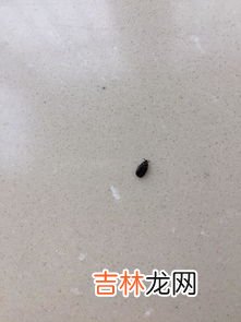 面生小黑虫子怎么处理,面粉里的小黑虫如何彻底清除