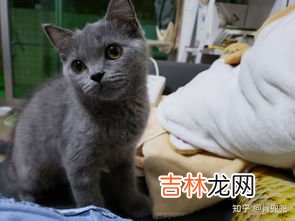 猫毛颜色为什么变黄了,猫毛发黄怎么办 猫毛发黄的原因有哪些