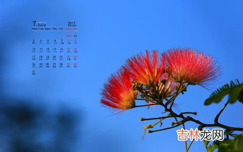 合欢花花语,关于合欢花的花语