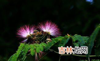 合欢花花语,关于合欢花的花语