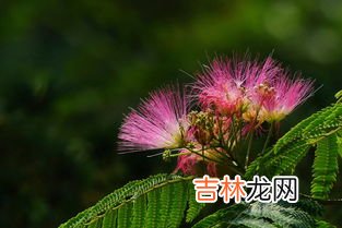 合欢花花语,关于合欢花的花语
