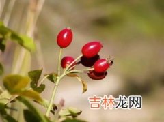 银杏叶精华提取物的功效,银杏叶提取物的作用与有效成分是什么？