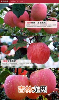 新疆盛产什么水果,新疆水果有哪些