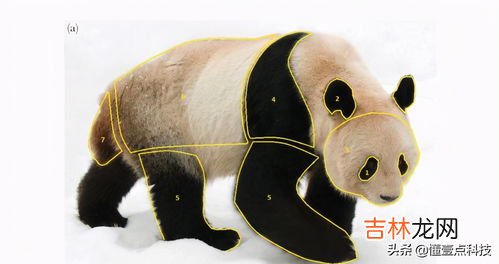 大熊猫为什么是黑白色的,为什么熊猫是黑白相间两色的?