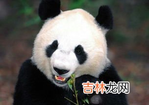 大熊猫为什么是黑白色的,为什么熊猫是黑白相间两色的?