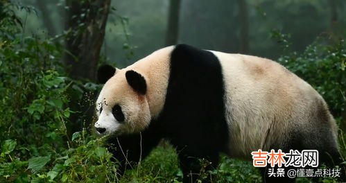 大熊猫为什么是黑白色的,为什么熊猫是黑白相间两色的?