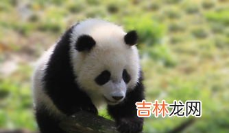 大熊猫为什么是黑白色的,为什么熊猫是黑白相间两色的?