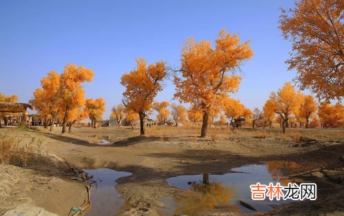 胡杨你因为什么而什么,为啥胡杨千年不死,死后千年不倒,倒下千年不烂?