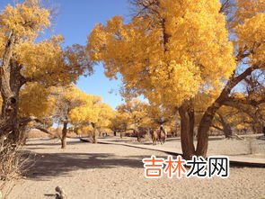 胡杨你因为什么而什么,为啥胡杨千年不死,死后千年不倒,倒下千年不烂?