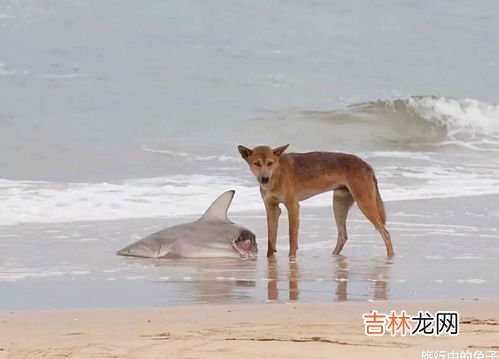 鲨鱼是保护动物吗,鲨鱼是保护动物吗