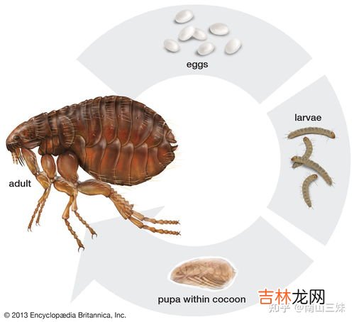 为什么家里会有蚤蝇,家里玻璃上总出现黑色小飞虫，不知道是什么，怎么消灭？