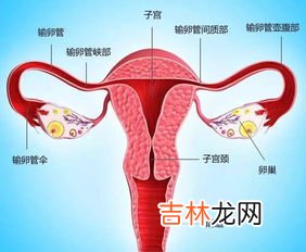 输卵管造影为什么出血,月经三天后去做的输卵管造影做完后三四天出血量很大