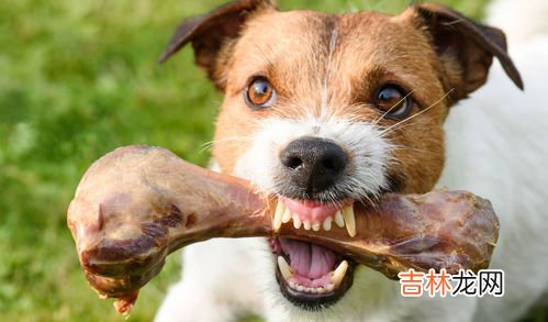 狗为什么会护食,为什么狗狗会护食