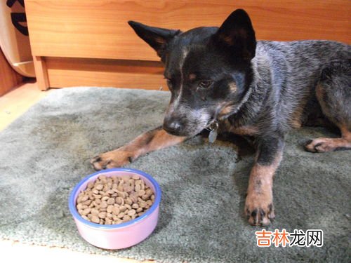 狗为什么会护食,为什么狗狗会护食