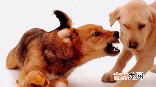 狗为什么会护食,为什么狗狗会护食