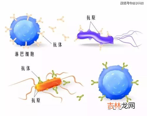 氢气的用途,氢气的用途初三化学
