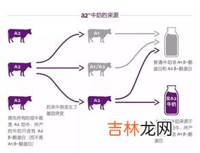 蛋白质的来源,蛋白质主要生理功能和食物来源,
