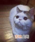 猫为什么一直打喷嚏,猫咪一直打喷嚏是什么原因