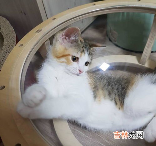 猫为什么一直打喷嚏,猫咪一直打喷嚏是什么原因
