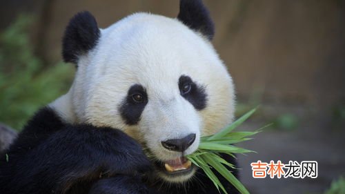 大熊猫为什么叫食铁兽,大熊猫为什么叫食铁兽?