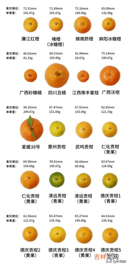 贡柑是指哪种水果,贡柑是橘子还是橙子?