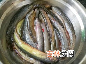 泥鳅怎么抓,野生泥鳅捕捉秘方 几个方法教你快速捉泥鳅