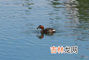 泥鳅怎么抓,野生泥鳅捕捉秘方 几个方法教你快速捉泥鳅