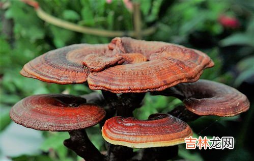灵芝的作用,灵芝的作用？