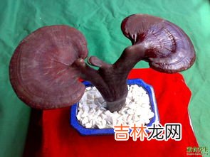灵芝的作用,灵芝的作用？