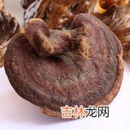 灵芝的作用,灵芝的作用？