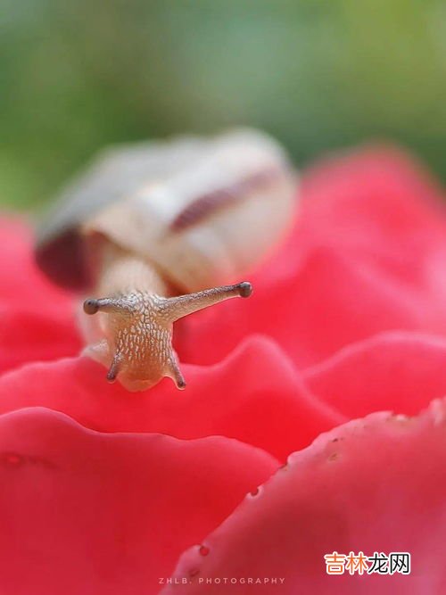 蜗牛可以放在手上玩吗,雨后的蜗牛有毒吗?可以拿着玩不?