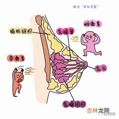 来月经前为什么乳房胀痛,来月经前乳房胀痛怎么回事 月经前乳房胀痛怎么办