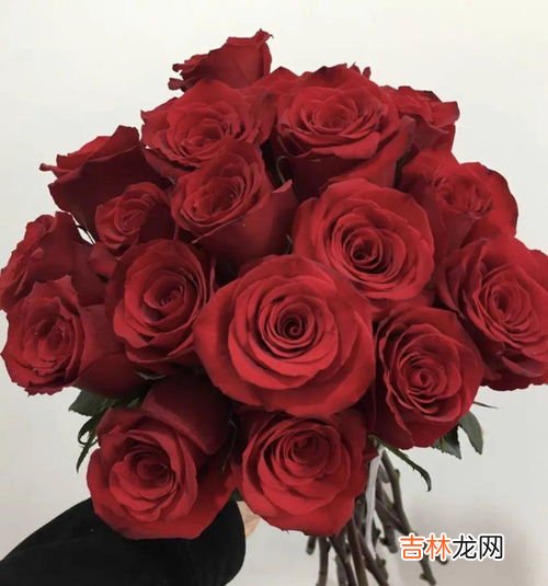 11朵玫瑰代表什么意思,十一朵玫瑰代表什么意思