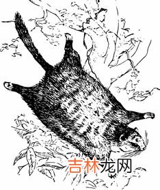 会飞的哺乳动物,可以飞行的哺乳动物有哪些