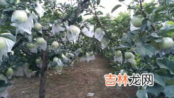 苹果冷冻和冷藏的区别,苹果在冷冻室和冷藏室的表面有什么不同