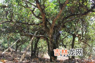 磨烈古树茶口感特点,普洱磨烈和地界哪个好