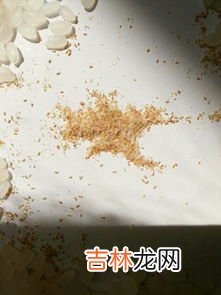 安黄褐藻是什么东西,鱼缸壁上黄褐色的东西是什么