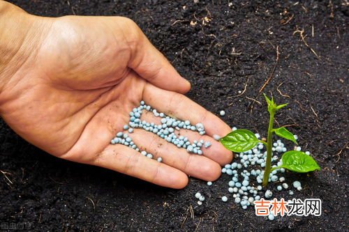 安黄褐藻是什么东西,鱼缸壁上黄褐色的东西是什么